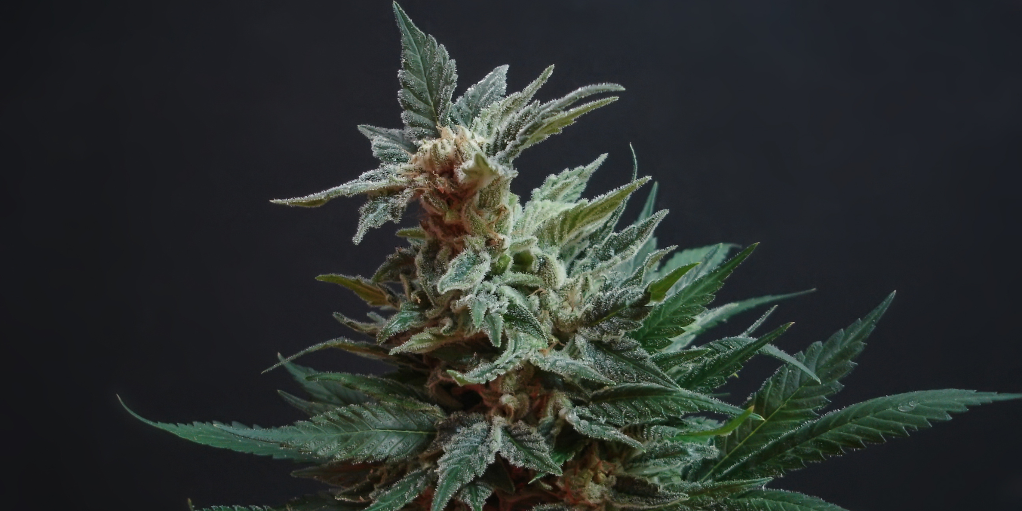 The Origins of OG Kush Cannabis